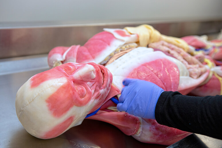 Student practicing on synthetic cadaver in Joyce Johnson simulation center on Draper campus